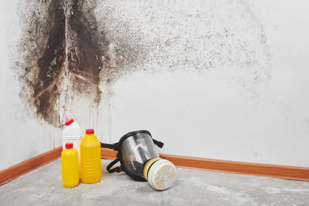 Best DIY Mold Remediation Support Services in Georgetown, KY