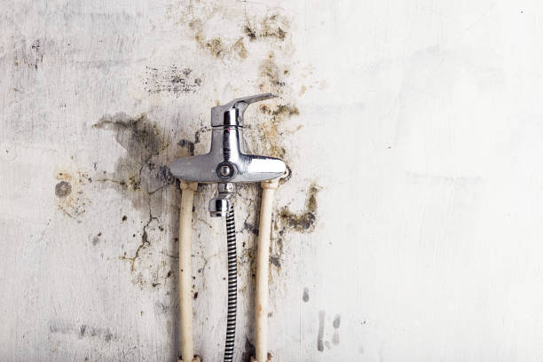 Best White Mold Remediation in Georgetown, KY