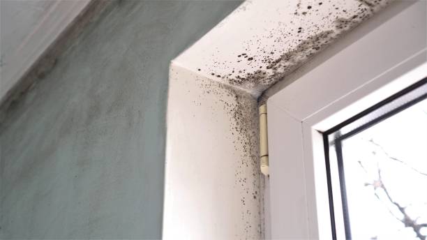 Best Insurance-Related Mold Remediation in Georgetown, KY