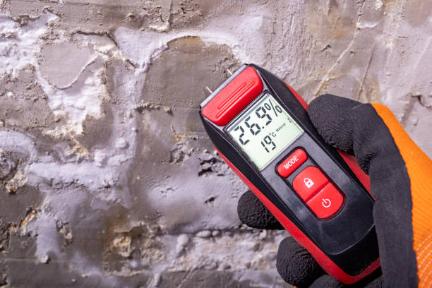 Best Basement Mold Remediation in Georgetown, KY