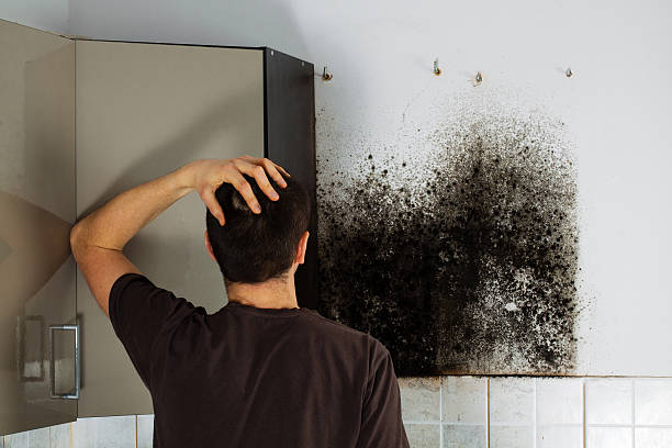 Best Health and Safety Mold Remediation in Georgetown, KY